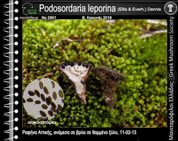 Podosordaria leporina (Ellis & Everh.) Dennis