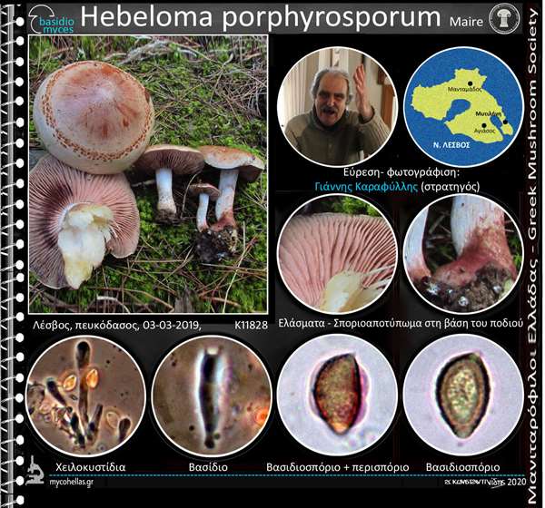 Hebeloma porphyrosporum Maire