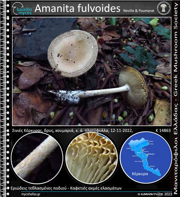 Amanita fulvoides Neville & Poumarat 