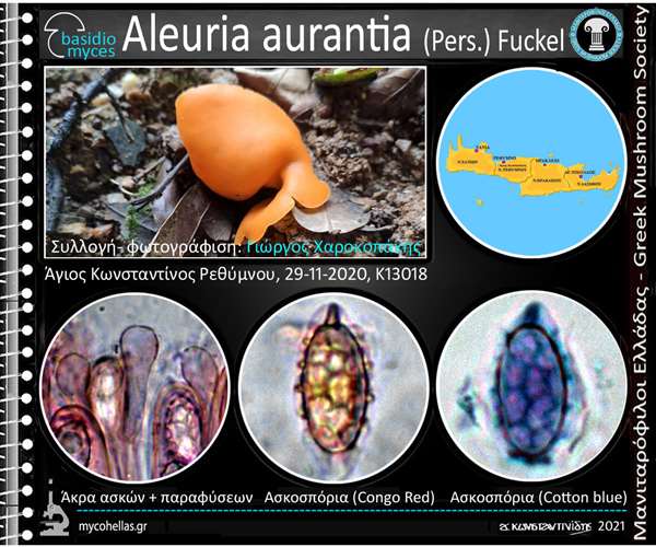 Aleuria aurantia (Pers.) Fuckel