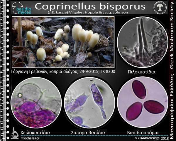 Coprinellus bisporus (J.E. Lange) Vilgalys, Hopple & Jacq. Johnson 