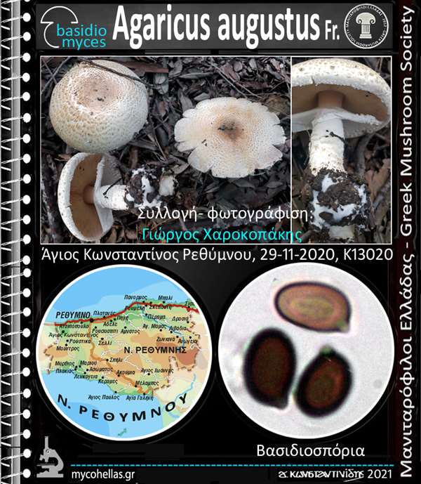 Agaricus augustus Fr.