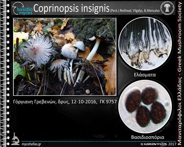 Coprinopsis insignis (Peck.) Redhead, Vilgalys, & Moncalvo