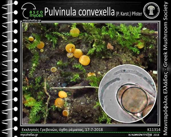 Pulvinula convexella (P. Karst.) Pfister 