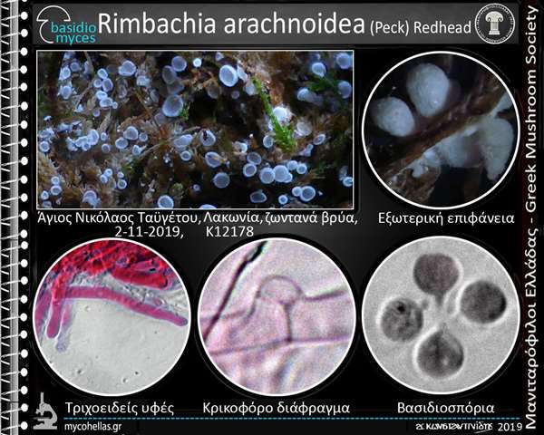 Rimbachia arachnoidea (Peck) Redhead 