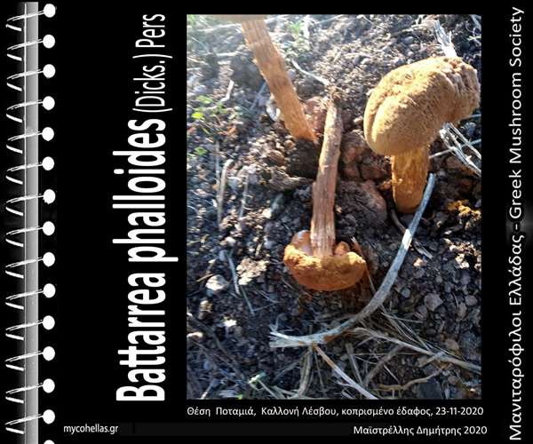 Battarrea phalloides (Dicks.) Pers. 