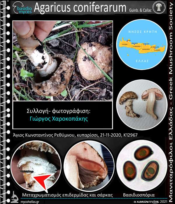 Agaricus coniferarum Guinb. & Callac 