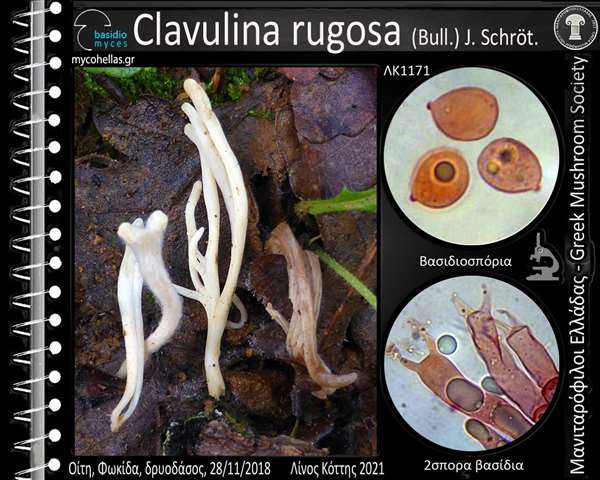 Clavulina rugοsa (Bull.) J. Schröt. 