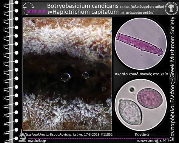 Botryobasidium candicans J. Erikss. 