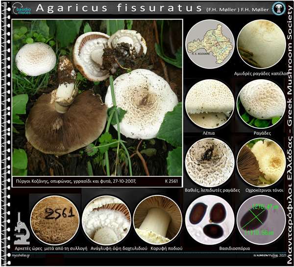 Agaricus fissuratus (F.H. Møller ) F.H. Møller