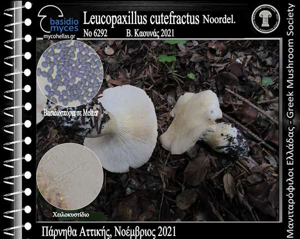 Leucopaxillus cutefractus Noordel.