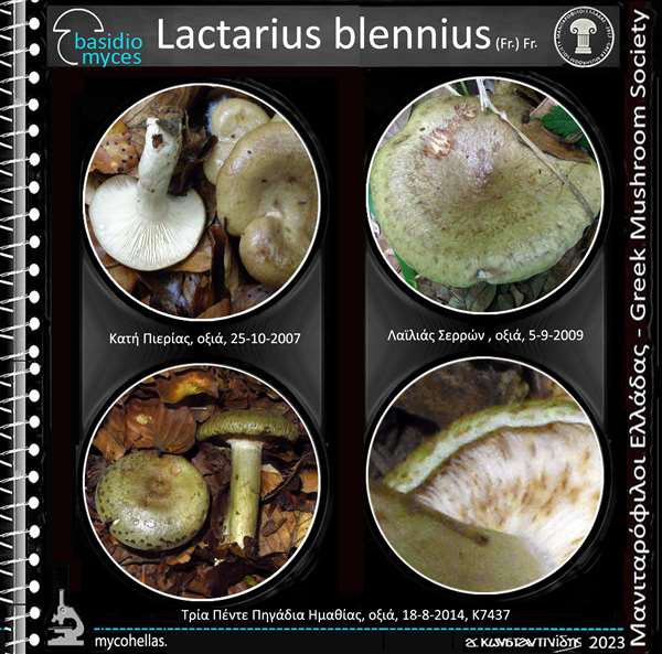 Lactarius blennius (Fr.) Fr