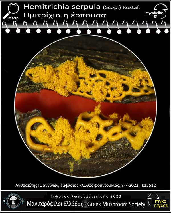 Hemitrichia serpula (Scop.) Rostaf. 