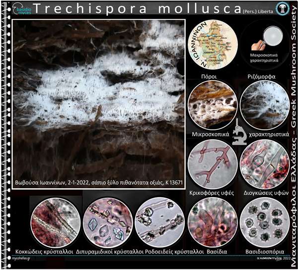 Trechispora mollusca (Pers.) Liberta 