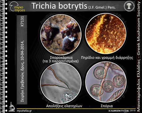Trichia botrytis (J.F. Gmel.) Pers.