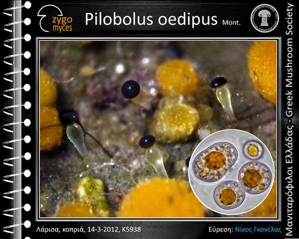 Pilobolus oedipus Mont. 