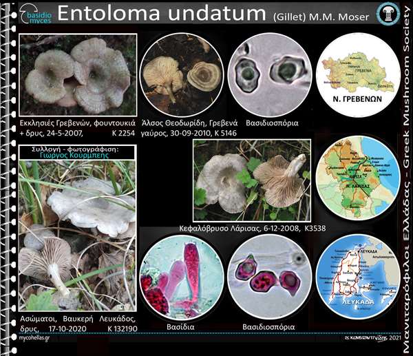 Entoloma undatum (Gillet) M.M. Moser