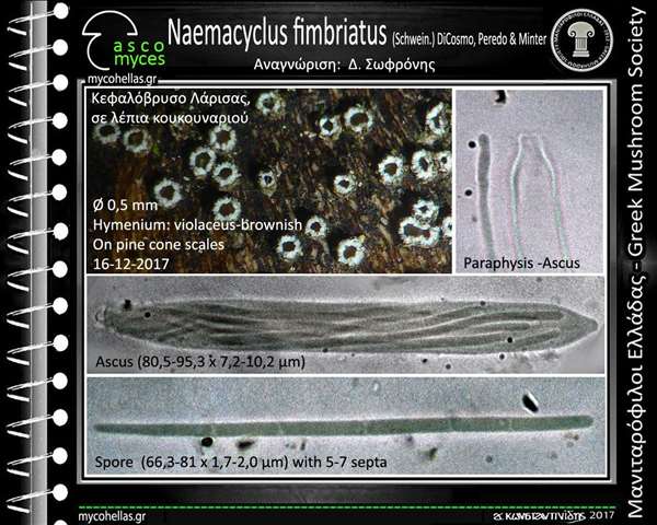 Naemacyclus fimbriatus (Schwein.) DiCosmo, Peredo & Minter. 