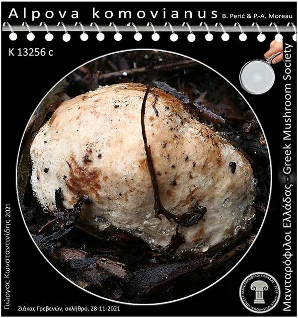 Alpova komovianus B. Perić & P.-A. Moreau