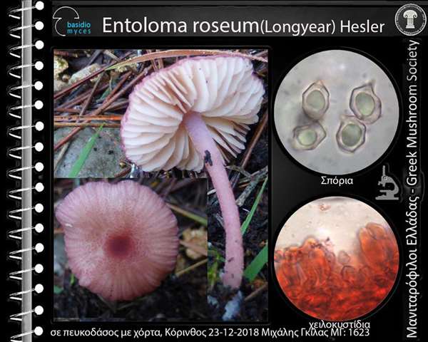 Entoloma roseum( Longyear) Hesler 
