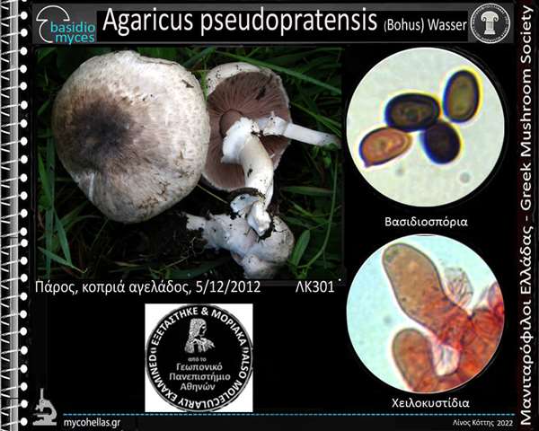 Agaricus pseudopratensis (Bοhus) Wasser