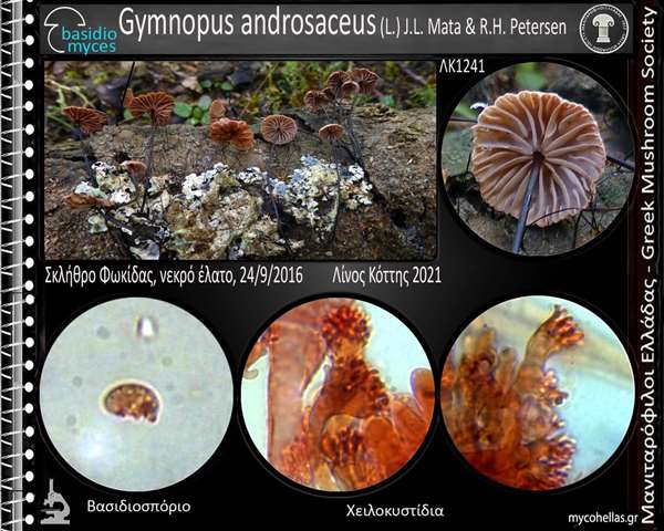 Gymnopus androsaceus (L.) J.L. Mata & R.H. Petersen