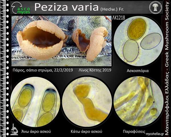 Peziza varia (Hedw.) Fr. 