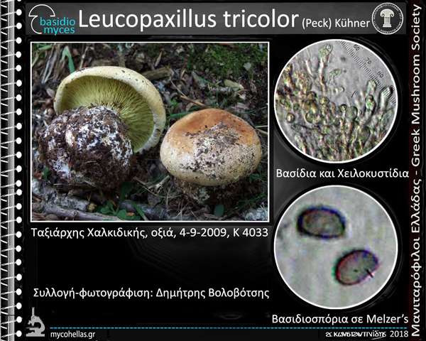 Leucopaxillus tricolor (Peck) Kühner