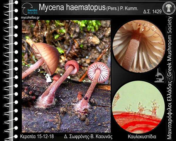 Mycena haematopus (Pers.) P. Kumm. 