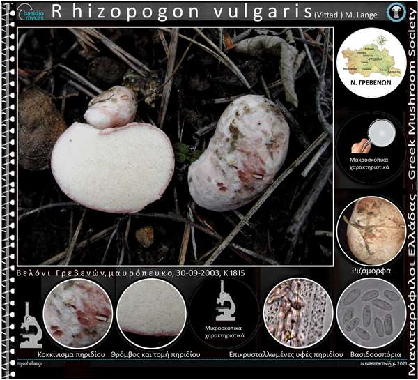 Rhizopogon vulgaris (Vittad.) M. Lange 
