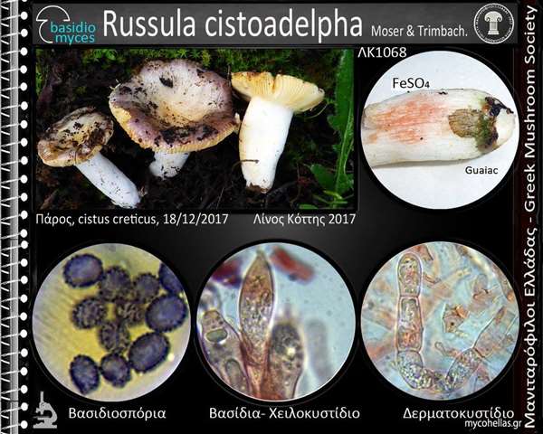 Russula cistoadelpha M.M. Moser & Trimbach 