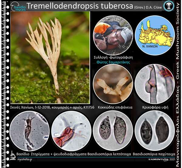 Tremellodendropsis tuberosa (Grev.) D.A. Crawford