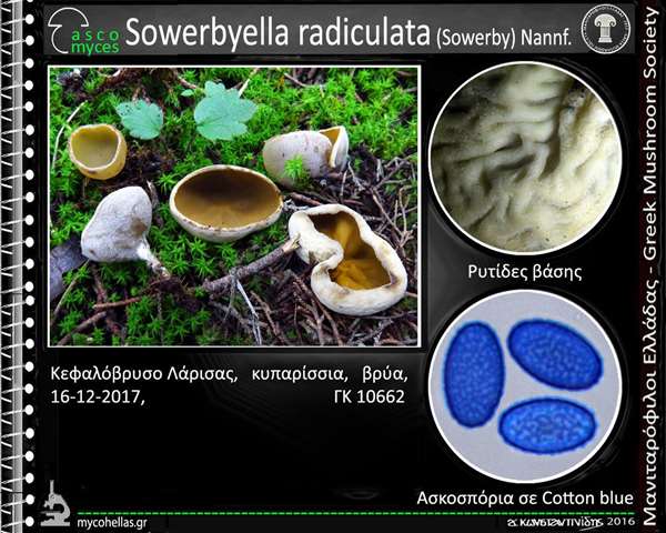 Sowerbyella radiculata (Sowerby) Nannf.