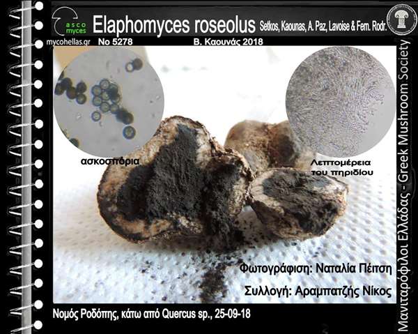 Elaphomyces roseolus Setkos, Kaounas, A. Paz, Lavoise & Fern. Rodr.