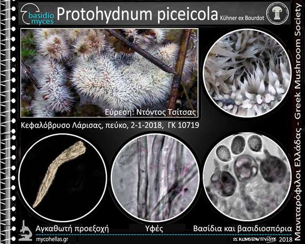 Protodontia piceicola (Kühner ex Bourdot) G.W. Martin 
