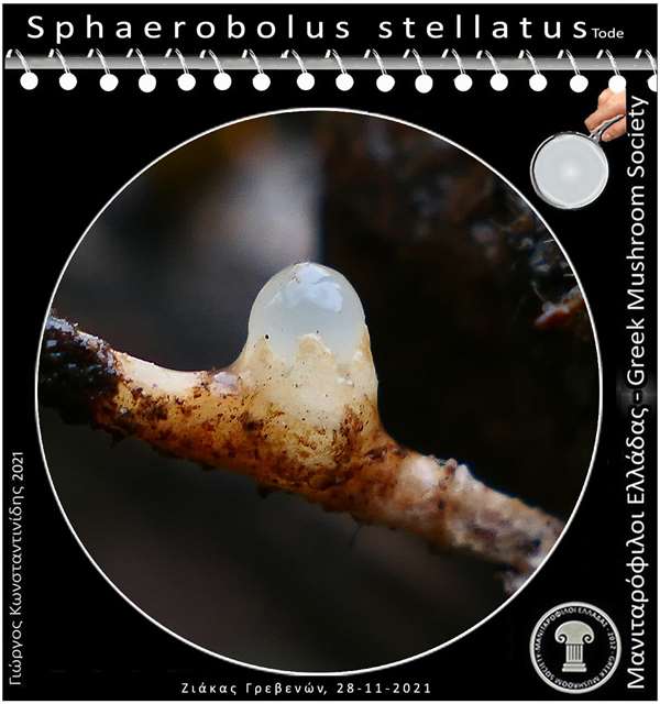 Sphaerobolus stellatus Tode