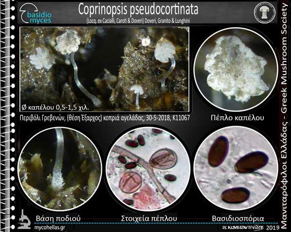 Coprinopsis pseudocortinata (Locq. ex Cacialli, Caroti & Do