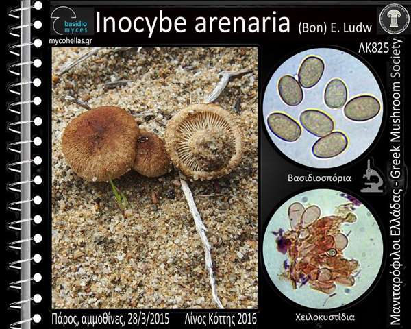 Inocybe arenaria (Bon) E. Ludw