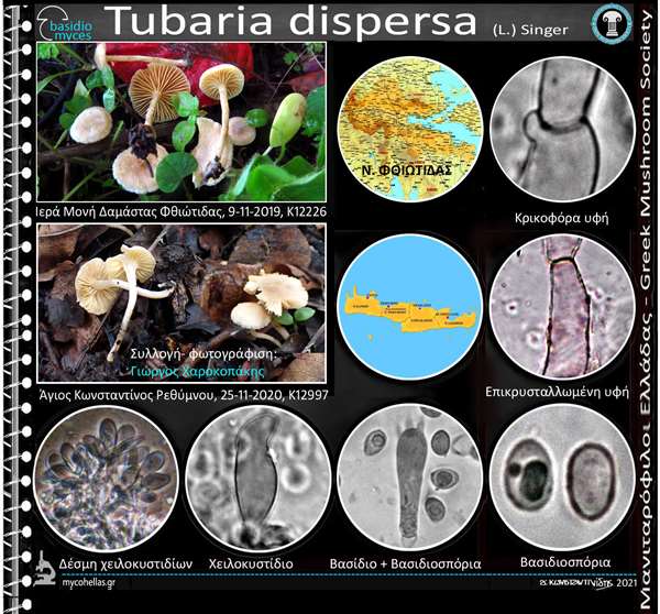 Tubaria dispersa (L.) Singer