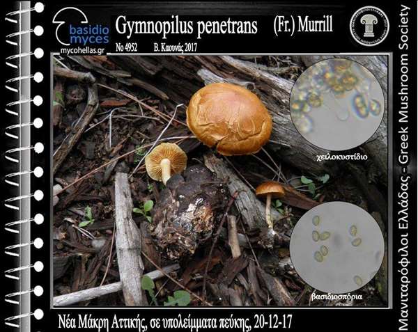 Gymnopilus penetrans (Fr.) Murrill 