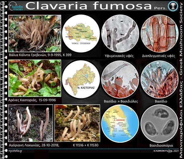 Clavaria fumosa Pers.