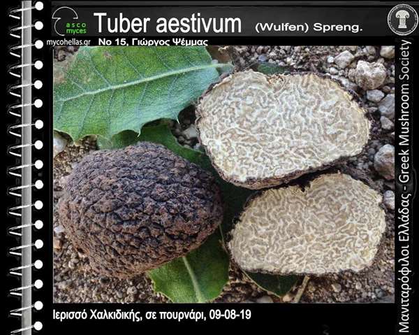 Tuber aestivum (Wulfen) Spreng. 