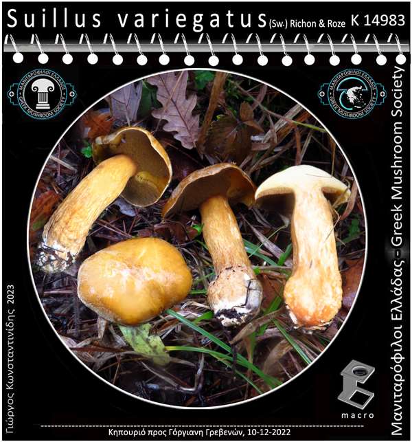 Suillus variegatus (Sw.) Richon & Roze