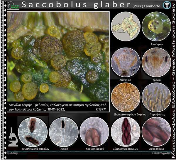 Saccobolus glaber (Pers.) Lambotte