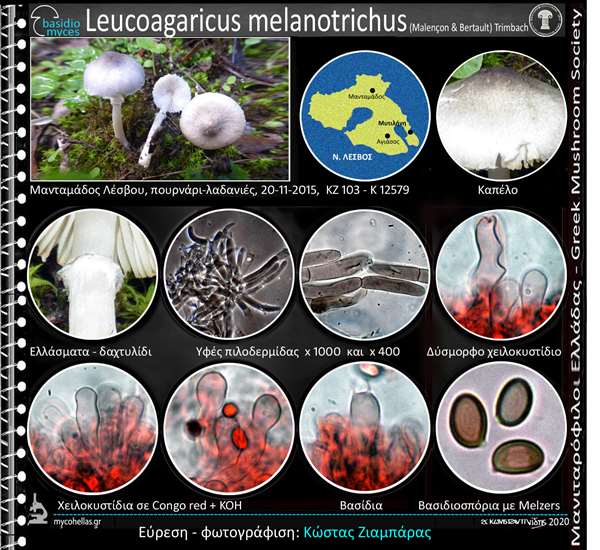 Leucoagaricus melanotrichus (Malençon & Bertault) Trimbach 