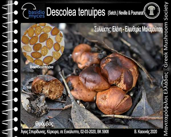 Descolea tenuipes (Setch.) Neville & Poumarat