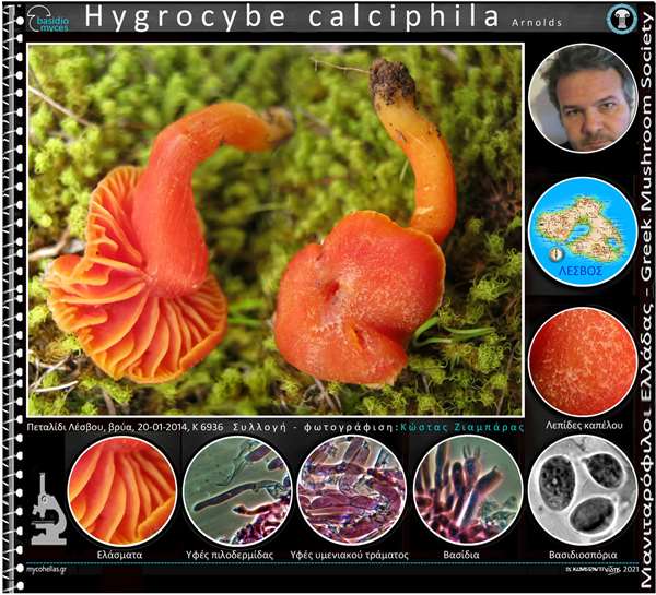Hygrocybe calciphila Arnοlds