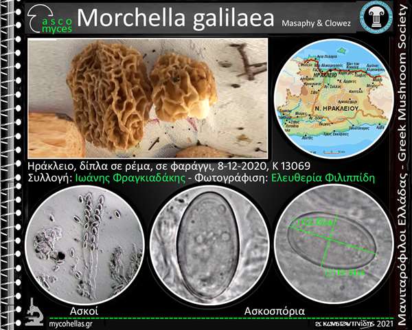 Morchella galilaea Masaphy & Clowez