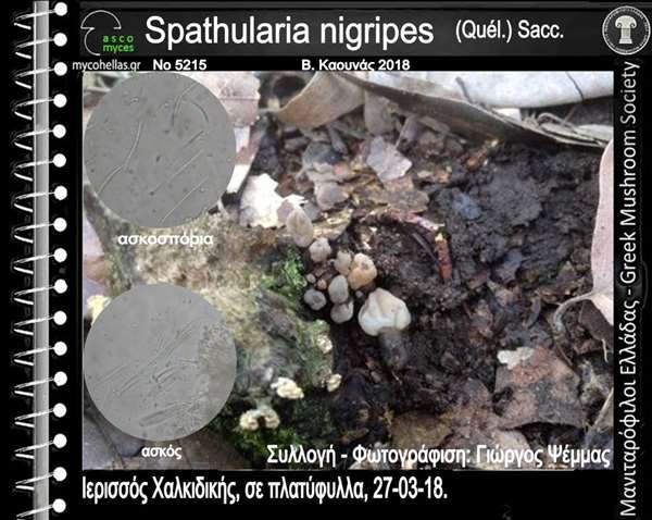 Spathularia nigripes (Quél.) Sacc 