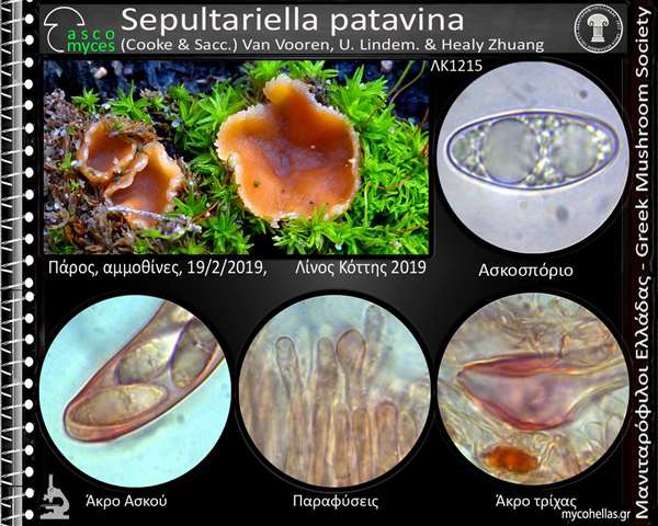 Sepultariella patavina (Cooke & Sacc.) Van Vooren, U. Lindem. & Healy Zhuang 